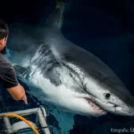 GRAN ACUARIO MAZATLÁN REUNIRÁ CIENCIA, ARTE Y CONSERVACIÓN DURANTE LA SEMANA DEL TIBURÓN 2026