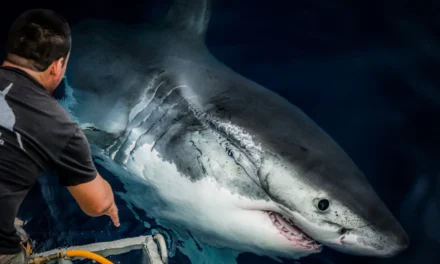 GRAN ACUARIO MAZATLÁN REUNIRÁ CIENCIA, ARTE Y CONSERVACIÓN DURANTE LA SEMANA DEL TIBURÓN 2026