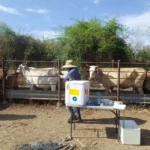 SAYG REFUERZA E INTENSIFICA SU ESTRATEGIA EN CONTRA DEL GUSANO BARRENADOR