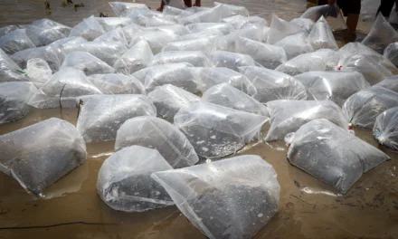 FORTALECE GOBIERNO DE SINALOA LA PESCA CONTINENTAL CON LA SIEMBRA DE 800 MIL ALEVINES EN LA PRESA EUSTAQUIO BUELNA