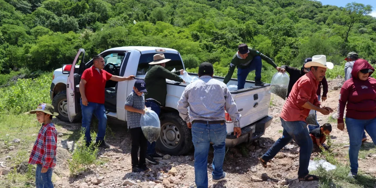 GOBIERNO DE SINALOA SIEMBRA 1.5 MILLONES DE ALEVINES DE TILAPIA EN LA PRESA EL SABINAL