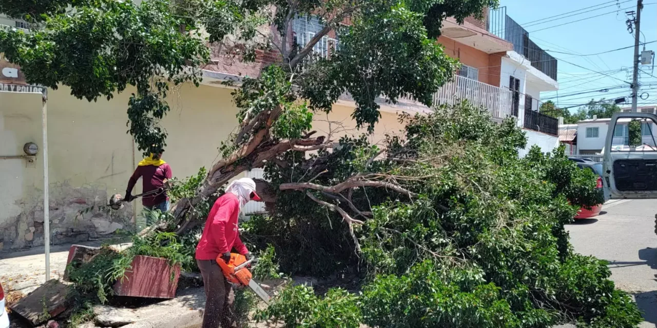 ATIENDE AYUNTAMIENTO DE CULIACÁN REPORTES POR LLUVIAS CON LIMPIEZA DE REJILLAS Y RETIRO DE ÁRBOLES CAÍDOS