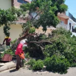 ATIENDE AYUNTAMIENTO DE CULIACÁN REPORTES POR LLUVIAS CON LIMPIEZA DE REJILLAS Y RETIRO DE ÁRBOLES CAÍDOS