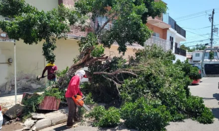 ATIENDE AYUNTAMIENTO DE CULIACÁN REPORTES POR LLUVIAS CON LIMPIEZA DE REJILLAS Y RETIRO DE ÁRBOLES CAÍDOS