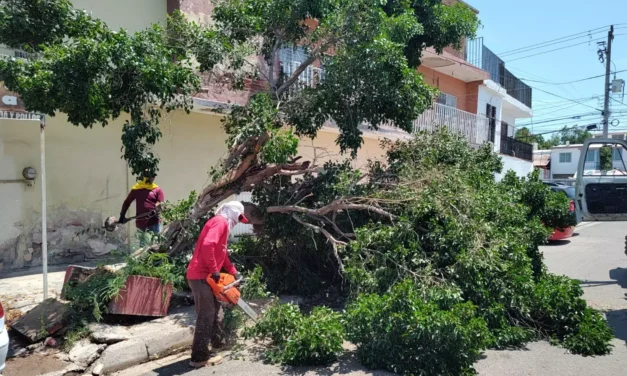 ATIENDE AYUNTAMIENTO DE CULIACÁN REPORTES POR LLUVIAS CON LIMPIEZA DE REJILLAS Y RETIRO DE ÁRBOLES CAÍDOS