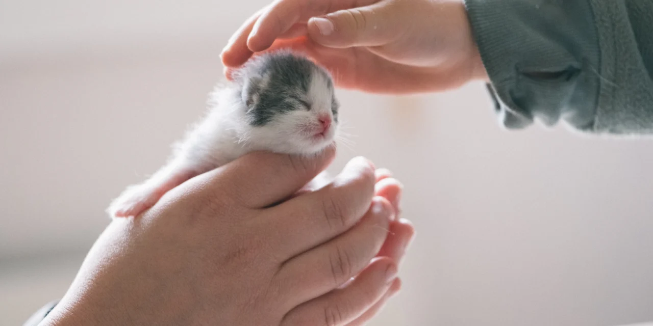 DE «DUEÑO» A «TUTOR»: ASÍ HA CAMBIADO LA FORMA EN QUE HABLAMOS DE LOS GATOS