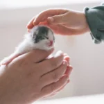 DE «DUEÑO» A «TUTOR»: ASÍ HA CAMBIADO LA FORMA EN QUE HABLAMOS DE LOS GATOS