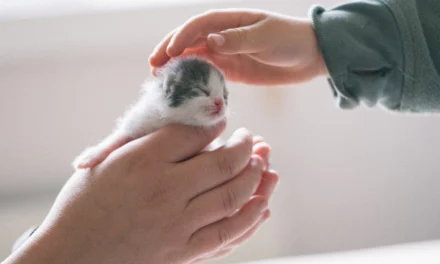 DE «DUEÑO» A «TUTOR»: ASÍ HA CAMBIADO LA FORMA EN QUE HABLAMOS DE LOS GATOS