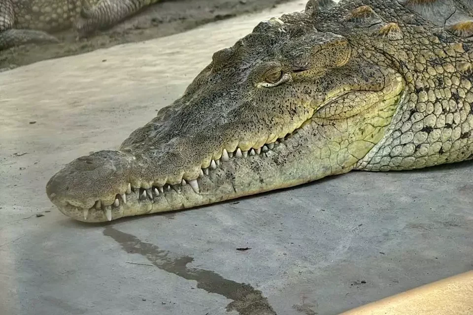RESCATE, CIENCIA Y CONSERVACIÓN: CINCO COCODRILOS QUE ENCUENTRAN UN HOGAR EN EL GRAN ACUARIO MAZATLÁN