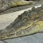 RESCATE, CIENCIA Y CONSERVACIÓN: CINCO COCODRILOS QUE ENCUENTRAN UN HOGAR EN EL GRAN ACUARIO MAZATLÁN