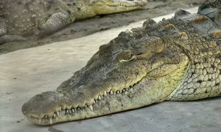 RESCATE, CIENCIA Y CONSERVACIÓN: CINCO COCODRILOS QUE ENCUENTRAN UN HOGAR EN EL GRAN ACUARIO MAZATLÁN