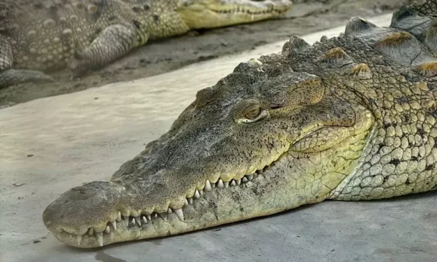 RESCATE, CIENCIA Y CONSERVACIÓN: CINCO COCODRILOS QUE ENCUENTRAN UN HOGAR EN EL GRAN ACUARIO MAZATLÁN