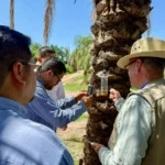 SALUD SINALOA REFUERZA TRABAJO DE CAMPO PARA PREVENIR RIESGOS ASOCIADOS AL GUSANO BARRENADOR