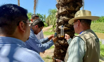 SALUD SINALOA REFUERZA TRABAJO DE CAMPO PARA PREVENIR RIESGOS ASOCIADOS AL GUSANO BARRENADOR