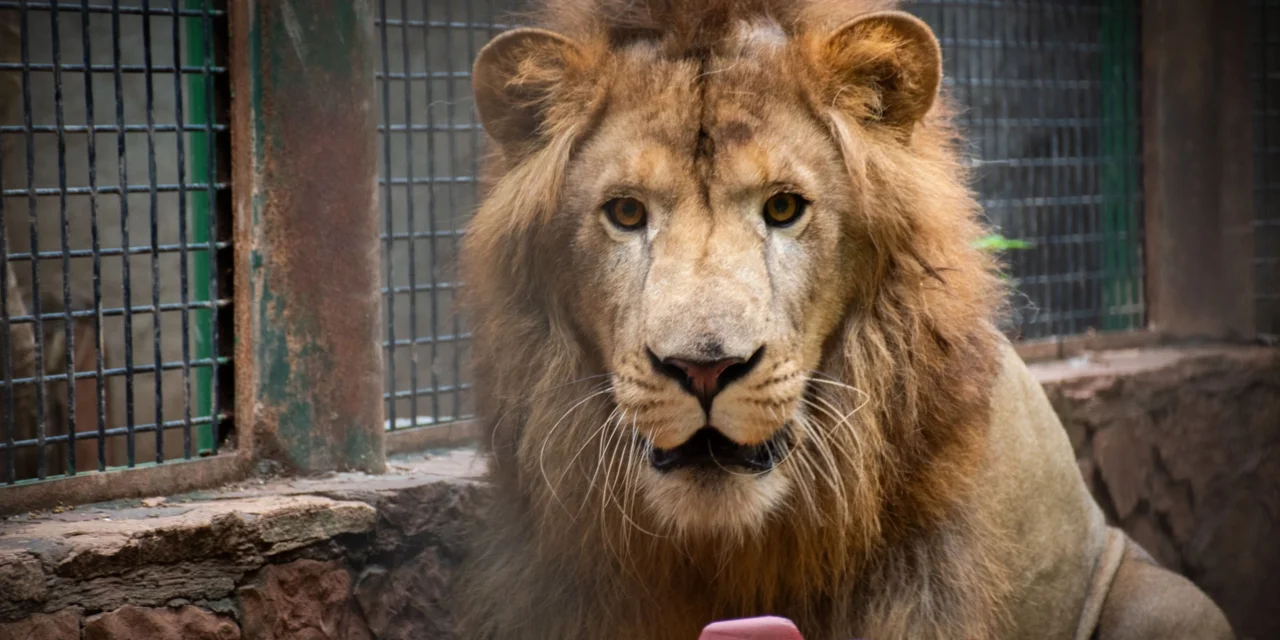 ZOOLÓGICO DE CULIACÁN PRESENTA A “TIKI”, LEÓN AFRICANO QUE SE INCORPORA A EXHIBICIÓN