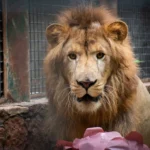 ZOOLÓGICO DE CULIACÁN PRESENTA A “TIKI”, LEÓN AFRICANO QUE SE INCORPORA A EXHIBICIÓN