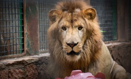 ZOOLÓGICO DE CULIACÁN PRESENTA A “TIKI”, LEÓN AFRICANO QUE SE INCORPORA A EXHIBICIÓN