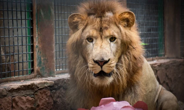 ZOOLÓGICO DE CULIACÁN PRESENTA A “TIKI”, LEÓN AFRICANO QUE SE INCORPORA A EXHIBICIÓN