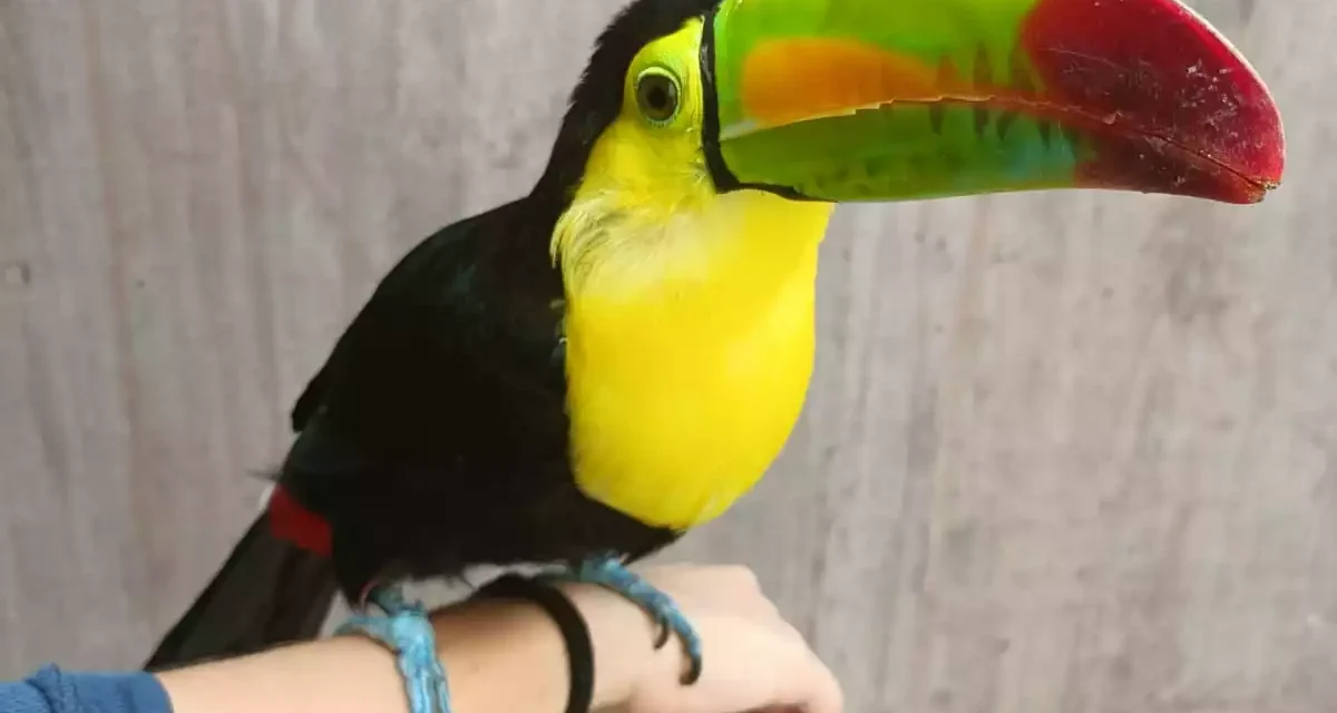 UN TUCÁN PICO DE CANOA QUE SOBREVIVIÓ AL TRÁFICO ILEGAL ENCUENTRA EN EL GRAN ACUARIO MAZATLÁN UN ESPACIO PARA SU RECUPERACIÓN Y BIENESTAR