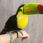 UN TUCÁN PICO DE CANOA QUE SOBREVIVIÓ AL TRÁFICO ILEGAL ENCUENTRA EN EL GRAN ACUARIO MAZATLÁN UN ESPACIO PARA SU RECUPERACIÓN Y BIENESTAR