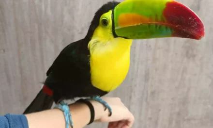 UN TUCÁN PICO DE CANOA QUE SOBREVIVIÓ AL TRÁFICO ILEGAL ENCUENTRA EN EL GRAN ACUARIO MAZATLÁN UN ESPACIO PARA SU RECUPERACIÓN Y BIENESTAR