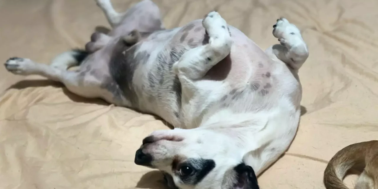 ¿TU ANIMAL TIENE GARRAPATAS? ESTO TE INTERESA: UNA PEQUEÑA LESIÓN PUEDE REPRESENTAR UN RIESGO