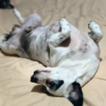 ¿TU ANIMAL TIENE GARRAPATAS? ESTO TE INTERESA: UNA PEQUEÑA LESIÓN PUEDE REPRESENTAR UN RIESGO