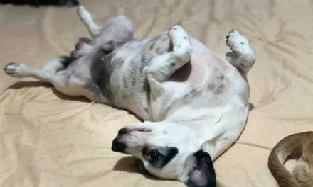 ¿TU ANIMAL TIENE GARRAPATAS? ESTO TE INTERESA: UNA PEQUEÑA LESIÓN PUEDE REPRESENTAR UN RIESGO