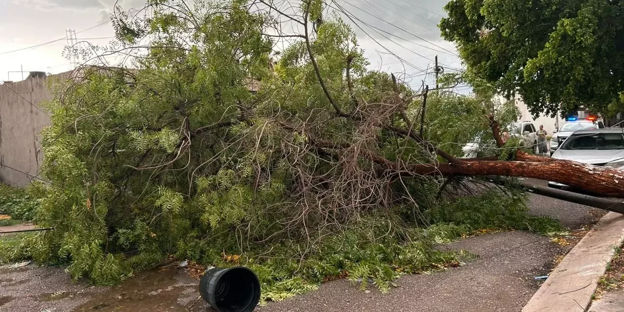 LLUVIAS Y FUERTES VIENTOS DEJAN ÁRBOLES Y POSTES CAÍDOS EN CULIACÁN