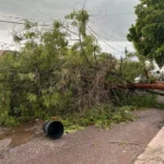 LLUVIAS Y FUERTES VIENTOS DEJAN ÁRBOLES Y POSTES CAÍDOS EN CULIACÁN