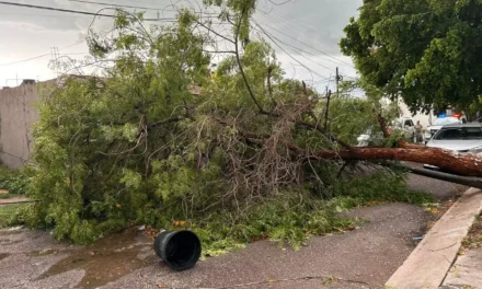 LLUVIAS Y FUERTES VIENTOS DEJAN ÁRBOLES Y POSTES CAÍDOS EN CULIACÁN