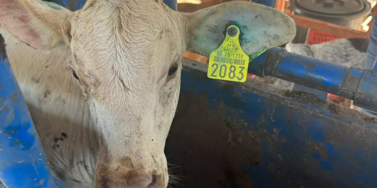 REVISAR EL GANADO DESPUÉS DEL ARETEO ES CLAVE PARA PREVENIR EL GUSANO BARRENADOR: SÁINZ AISPURO