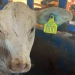 REVISAR EL GANADO DESPUÉS DEL ARETEO ES CLAVE PARA PREVENIR EL GUSANO BARRENADOR: SÁINZ AISPURO