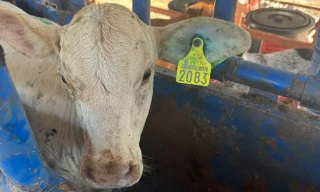 REVISAR EL GANADO DESPUÉS DEL ARETEO ES CLAVE PARA PREVENIR EL GUSANO BARRENADOR: SÁINZ AISPURO