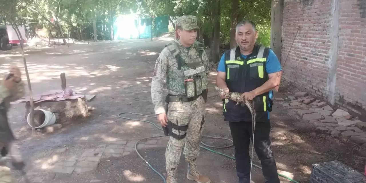 PROTECCIÓN CIVIL Y DEFENSA RESCATAN UN COCODRILO EN LOS ALAMITOS