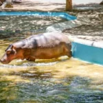 ZOOLÓGICO DE CULIACÁN INFORMA EL FALLECIMIENTO DE UN HIPOPÓTAMO; ESPERAN RESULTADO DE NECROPSIA PARA DETERMINAR LAS CAUSAS