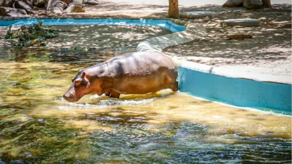 ZOOLÓGICO DE CULIACÁN INFORMA EL FALLECIMIENTO DE UN HIPOPÓTAMO; ESPERAN RESULTADO DE NECROPSIA PARA DETERMINAR LAS CAUSAS